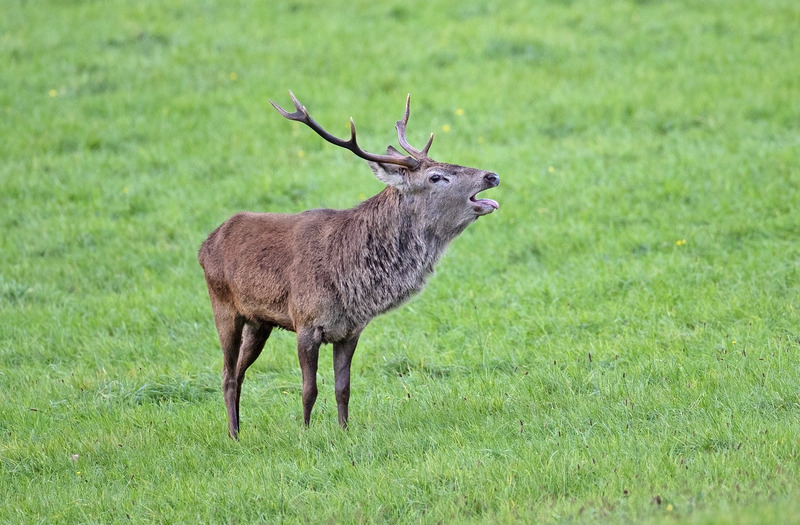 Red Deer - Cervus elaphus - Ardnamurchan