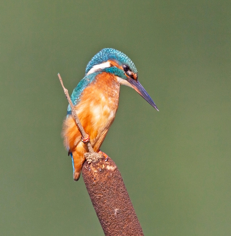 Kingfisher