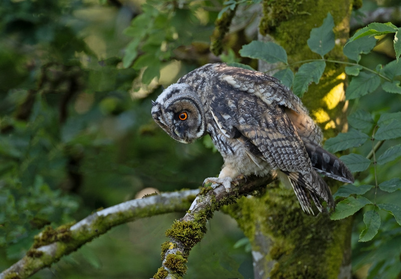 Long-eared Owl - Asio otus - Birds of prey
