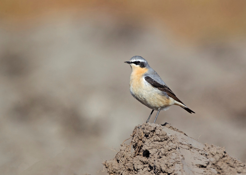 Wheatear | Frodsham Marsh