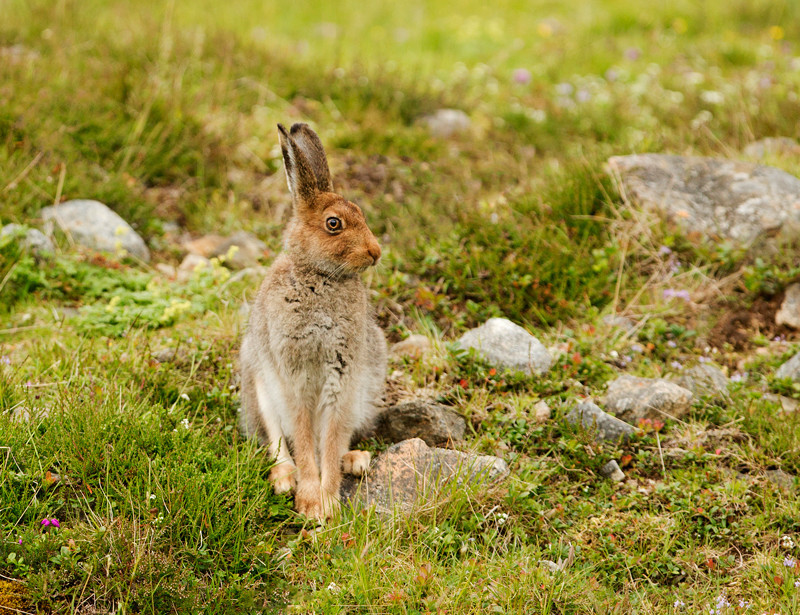 Mountain Hare - Lepus timidus - Cairngorms