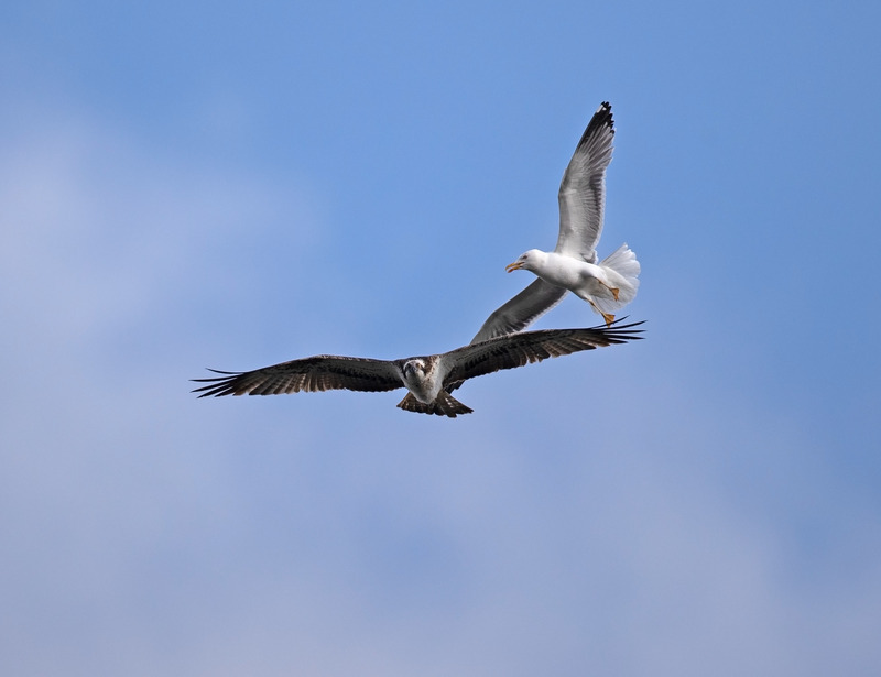 Osprey - Pandion haliaetus - Birds of prey