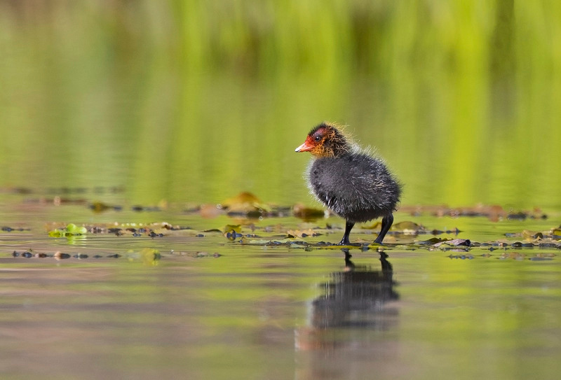 Coot chick