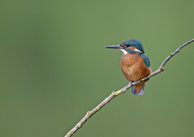 Kingfisher - Alcedo atthis - Lakes, Streams and Ponds