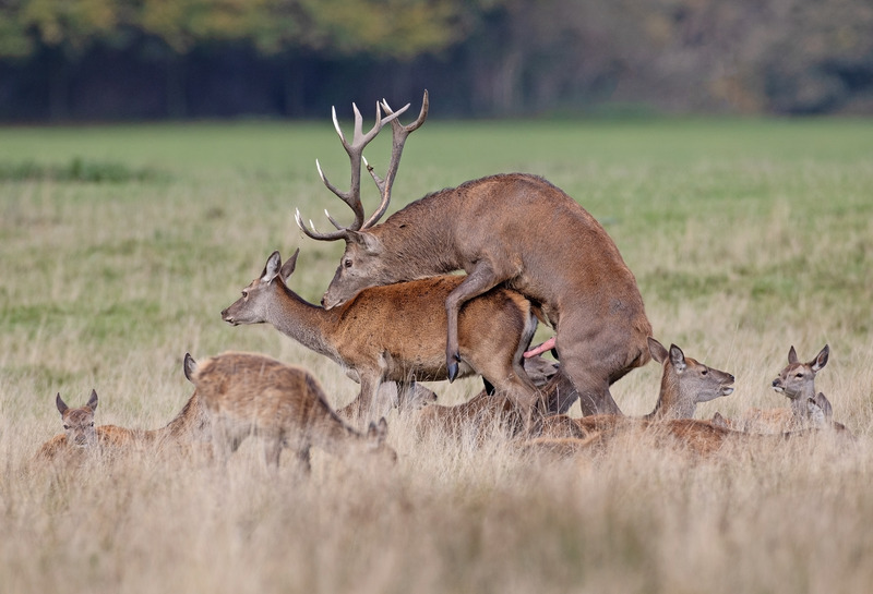 Red Deer - Cervus elaphus - Mammals