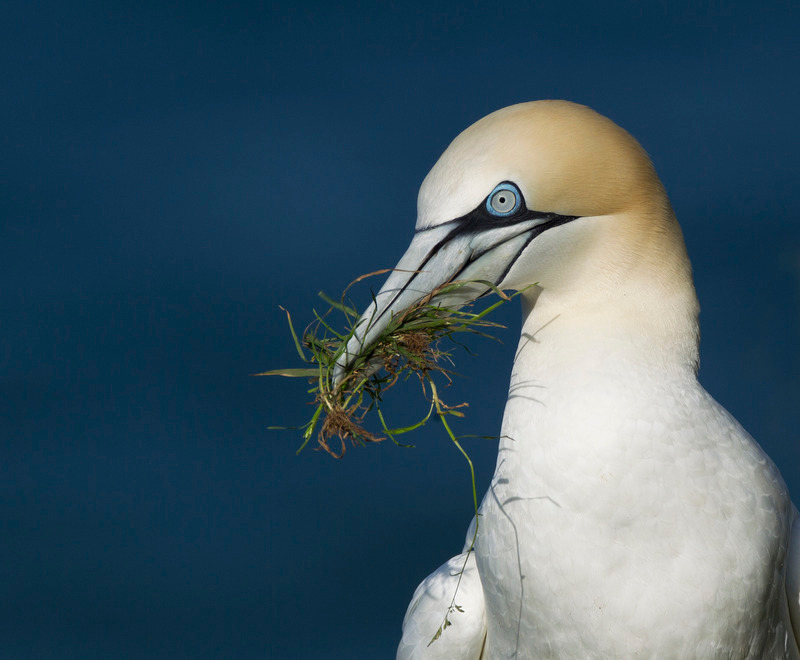 Gannet - Morus bassanus - The Coast
