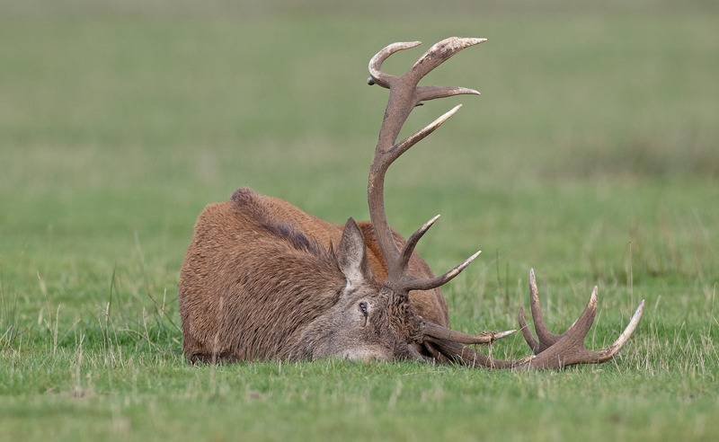Red Deer - Cervus elaphus - Mammals