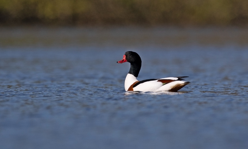 Shelduck - tadorna tadorna - Lakes, Streams and Ponds