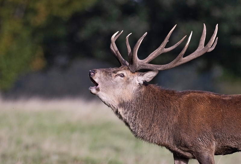 Red Deer