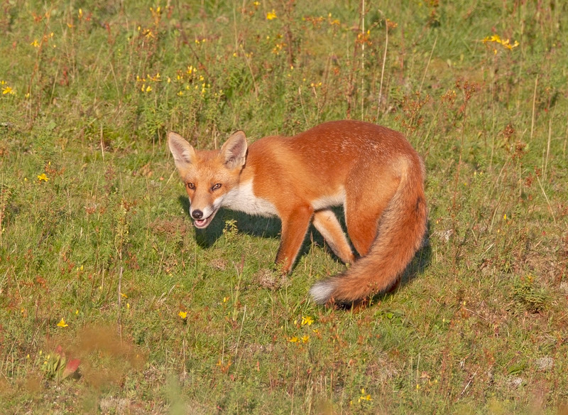 Fox