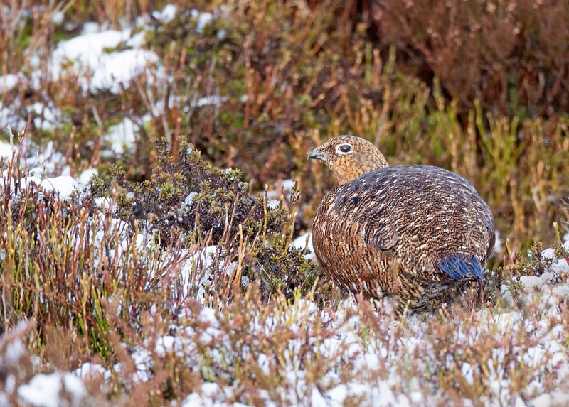 Red Grouse (f) - Lagopus lagopus - On the moors