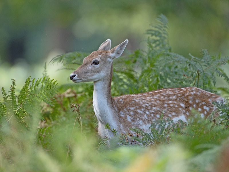 Fallow Deer - Dama dama - Mammals