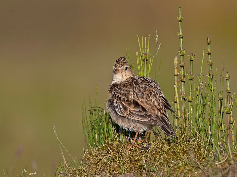 Skylark - Alauda arvensis - On the moors