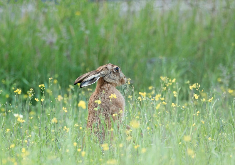 Brown Hare