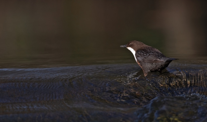 Dipper - Cinclus cinclus - Lakes, Streams and Ponds