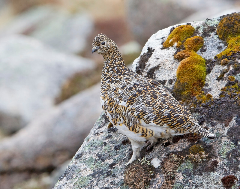 Ptarmigan (F) - Lagopus muta - Cairngorms