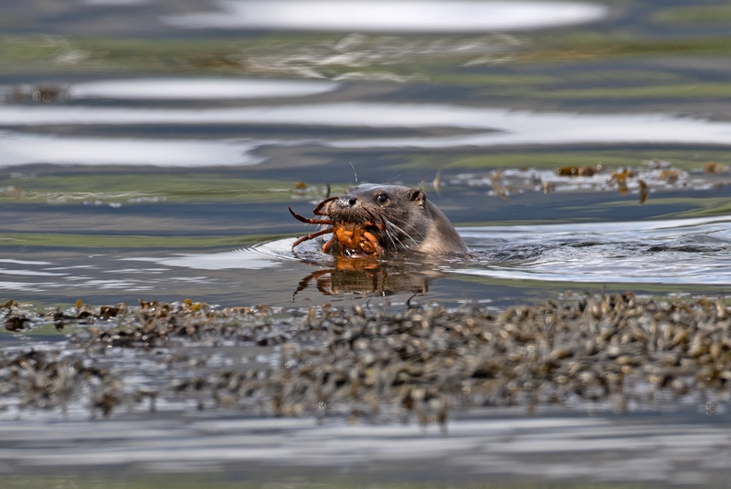 Otter - Lutra lutra - Ardnamurchan