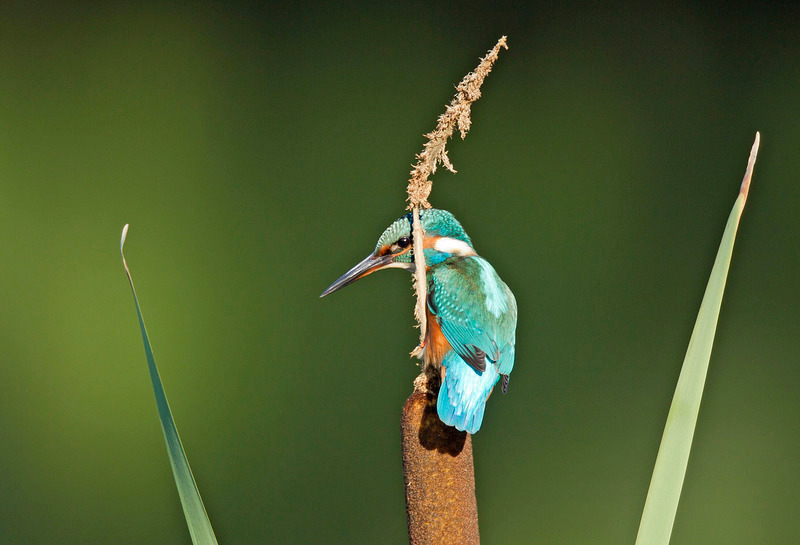 Kingfisher - Alcedo atthis - Lakes, Streams and Ponds