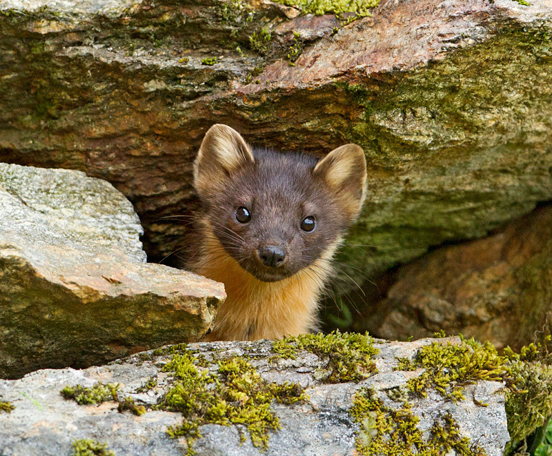 Pine Marten | Ardnamurchan