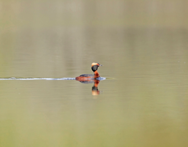 Slavonian Grebe -  Podiceps auritus - Cairngorms