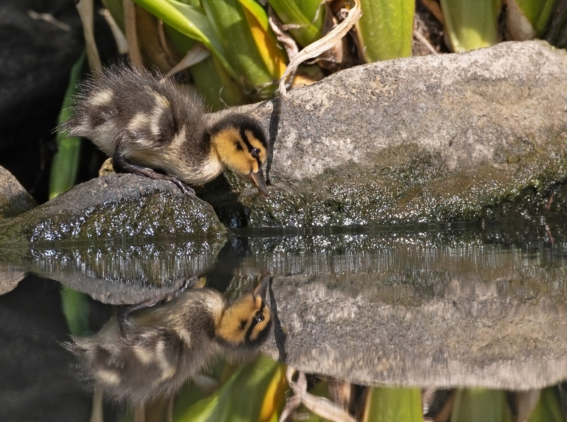 Mallard - Anas platyrhynchos - Lakes, Streams and Ponds
