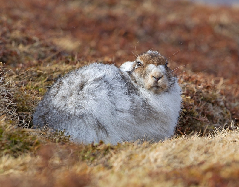 Mountain Hare