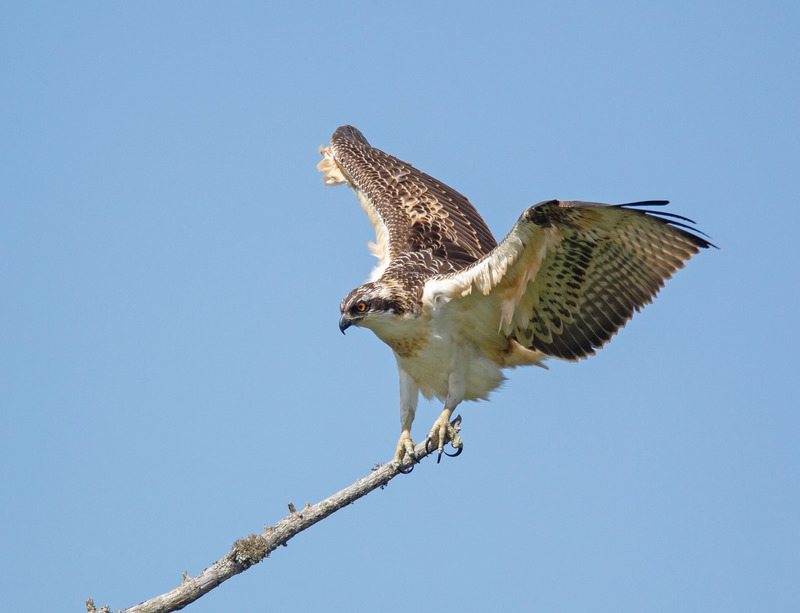 Osprey - Pandion haliaetus - Cairngorms