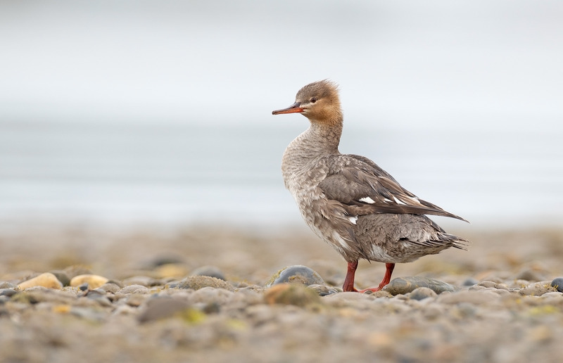 Merganser