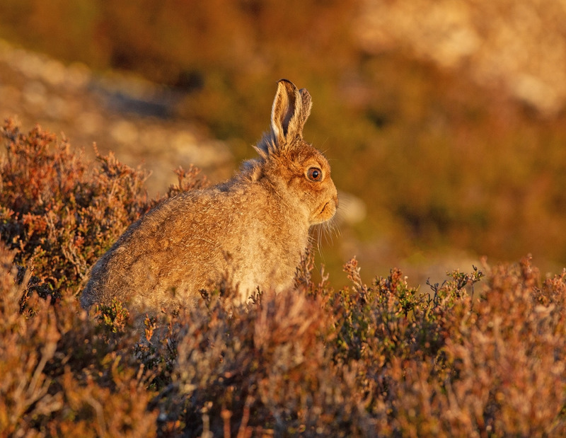 Mountain Hare - Lepus timidus - Cairngorms