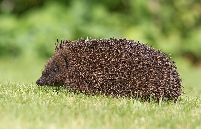 Hedgehog