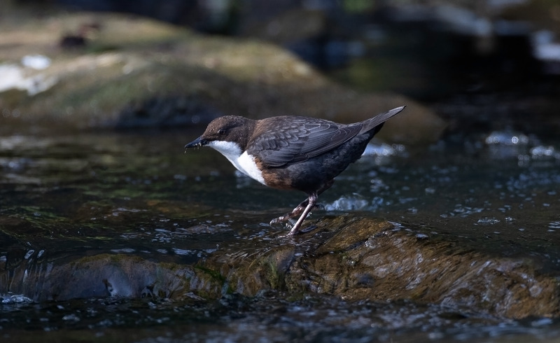 Dipper - Cinclus cinclus - Lakes, Streams and Ponds