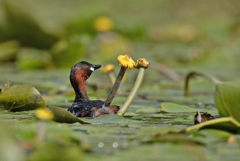 Little Grebe | Graham Manson photography