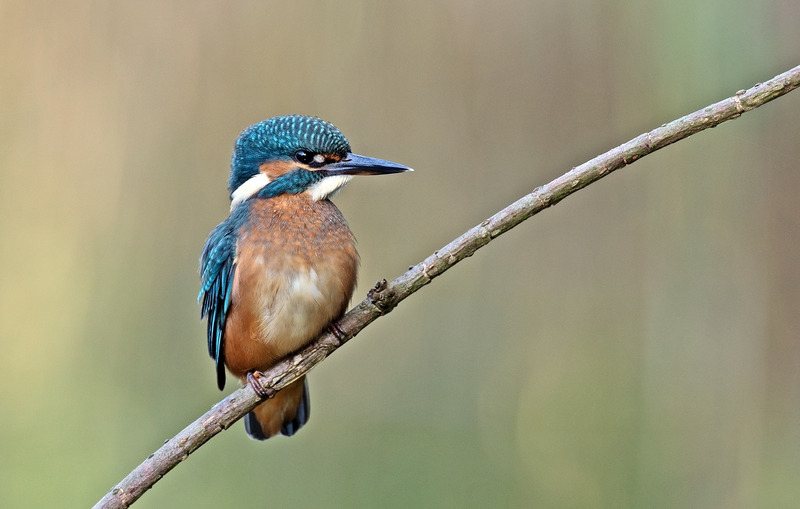 Kingfisher - Alcedo atthis - Lakes, Streams and Ponds