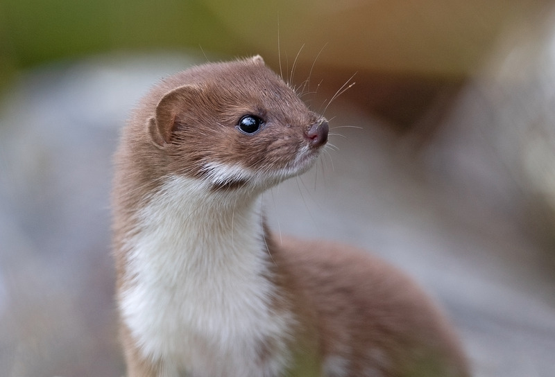 Stoat | Ardnamurchan Wildlife