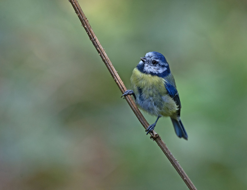 Blue Tit - Cyanistes caeruleus - Hedgerows and Woodland