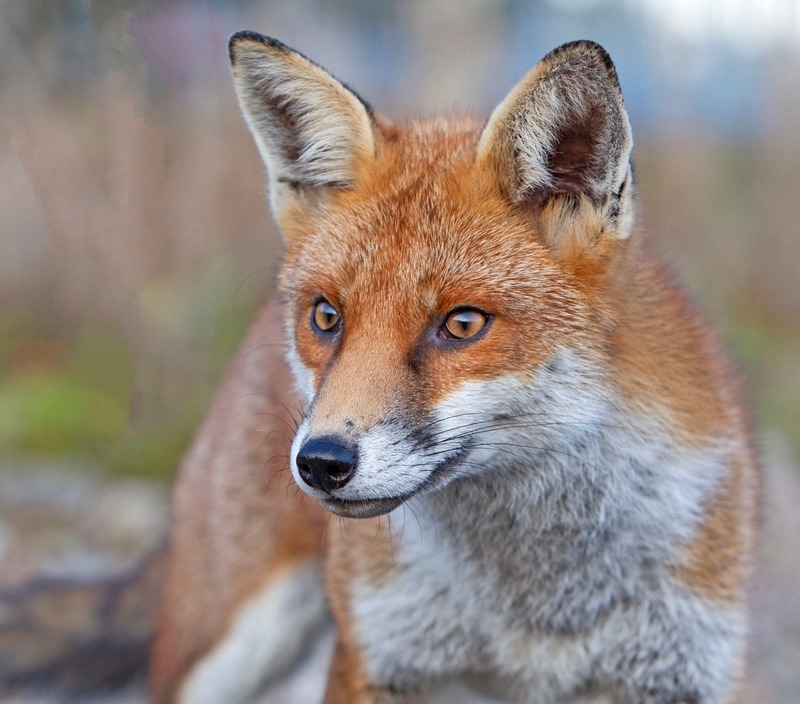 Vixen | Wildlife Photography