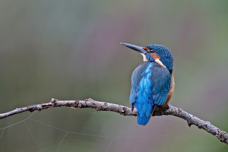Kingfisher in late Autumn