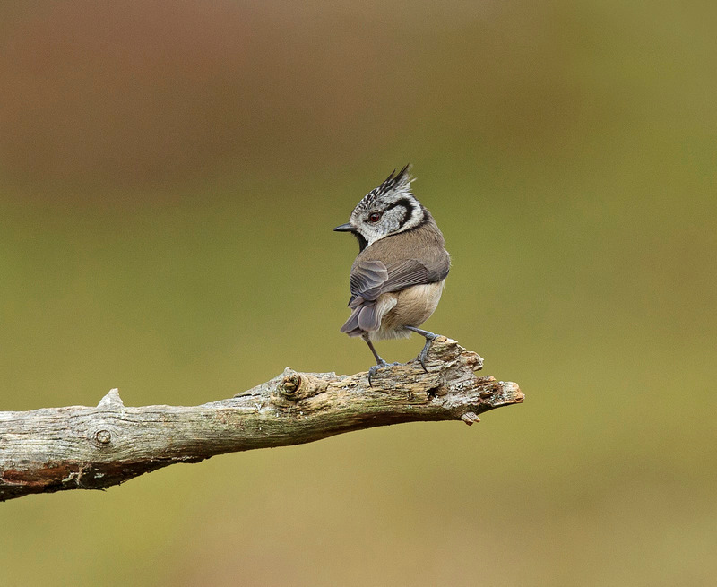 Crested Tit - Lophophanes cristatus - Cairngorms