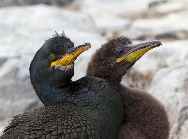 Shag - Phalacrocorax aristotelis - The Coast