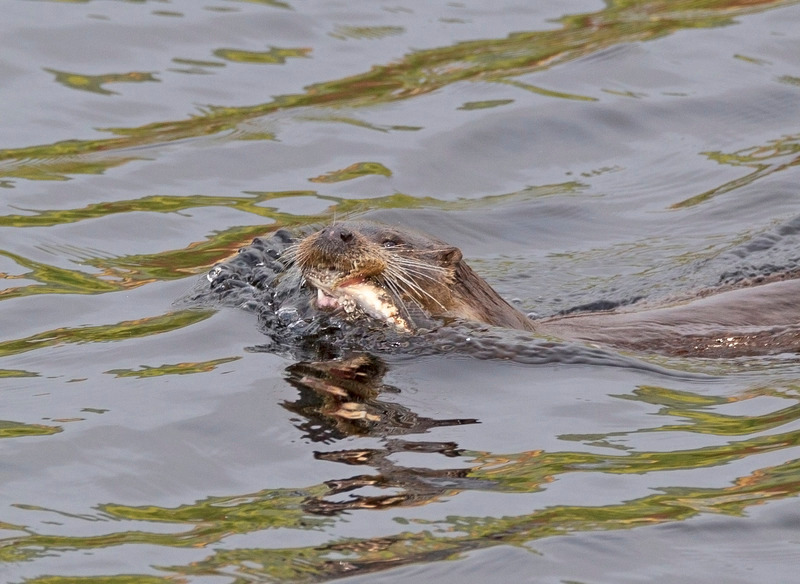 Otter | Loch Sunart