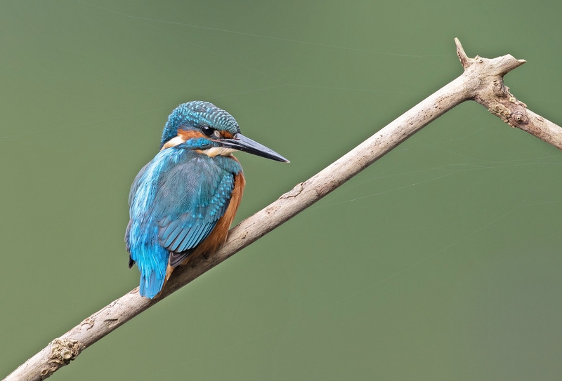 Kingfisher - Alcedo atthis - Lakes, Streams and Ponds