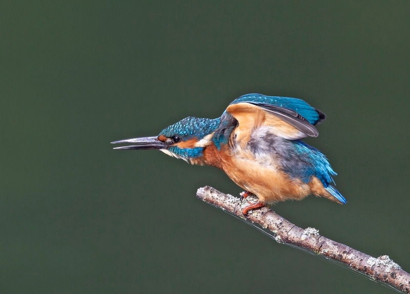 Kingfisher - Alcedo atthis - Lakes, Streams and Ponds