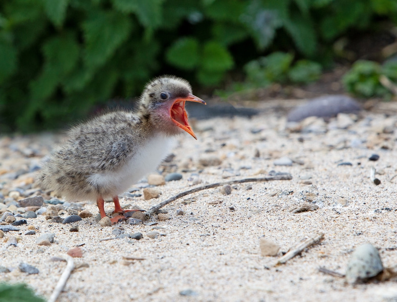 Arctic Tern - Sterna paradisaea - The Coast