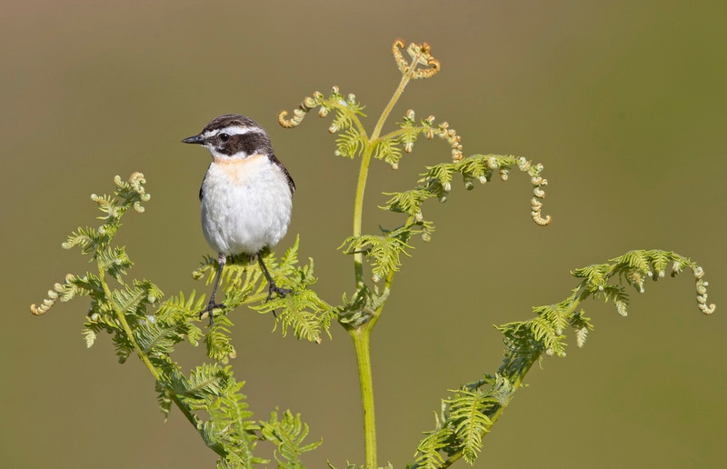 Whinchat - Saxicola rubetra - On the moors