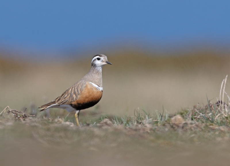 Dotterel | Wildlife Photography