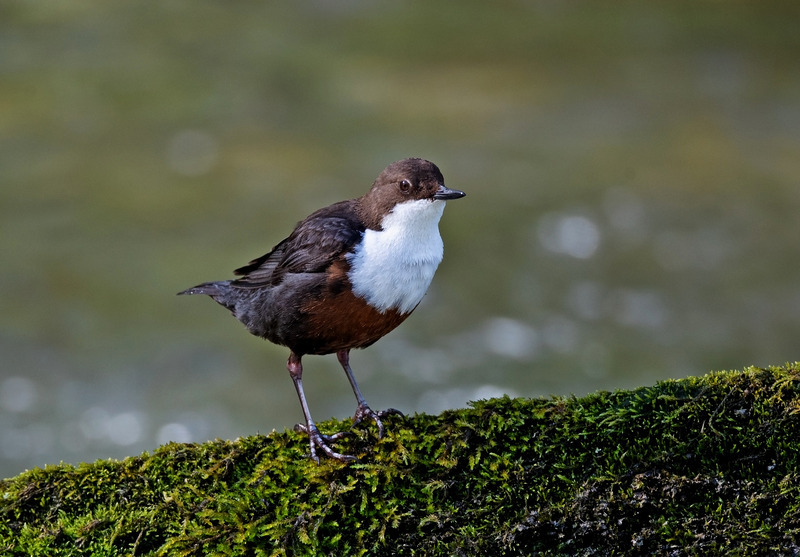 Dipper - Cinclus cinclus - Lakes, Streams and Ponds