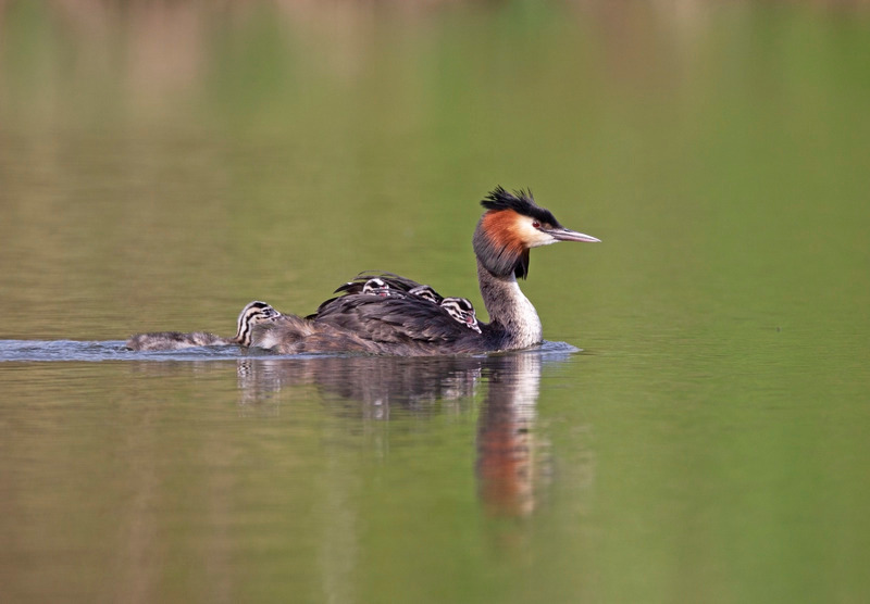 Great Crested Grebe - Podiceps cristatu - Lakes, Streams and Ponds