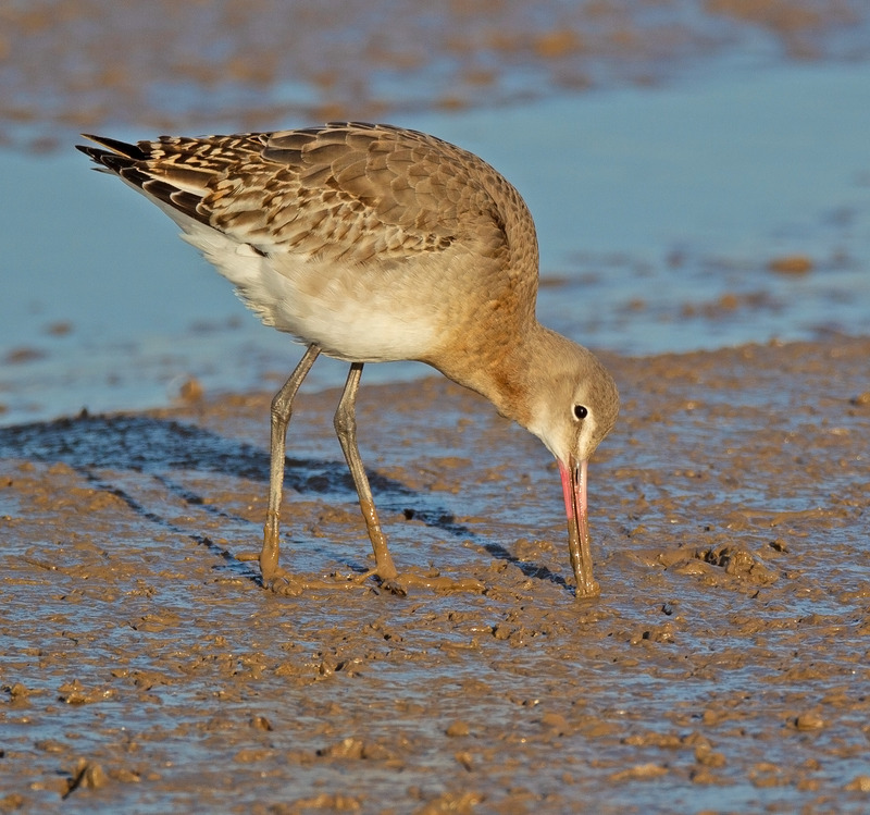 Bar-tailed Godwit - Limosa lapponica - The Coast