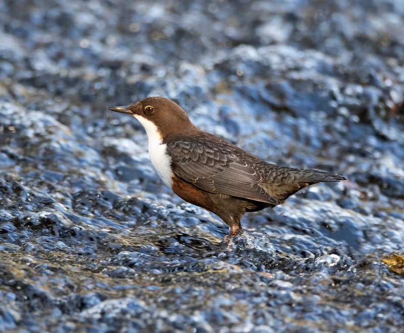 Dipper - Cinclus cinclus - Lakes, Streams and Ponds