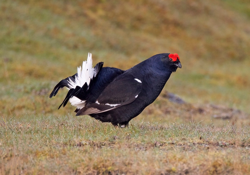 Black Grouse | Bird Photography